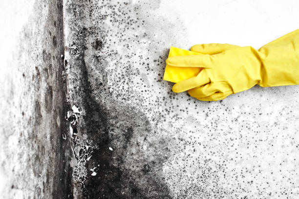 Best Localized Mold Remediation (e.g., coastal areas, humid climates) in Kings Beach, CA