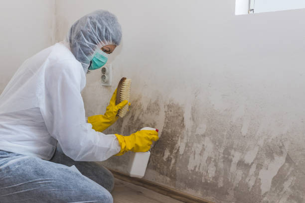 Best Black Mold Remediation in Kings Beach, CA