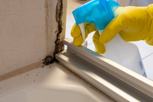 Best Industrial Mold Remediation in Kings Beach, CA