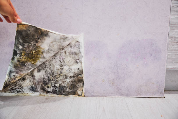 Best Bathroom Mold Remediation in Kings Beach, CA
